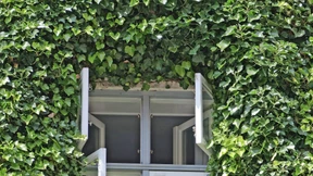 Das unterschätzte Multitalent Efeu