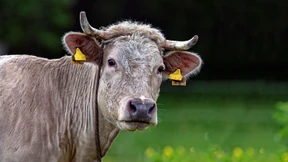 Schön wie eine Göttin