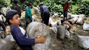Verbraucher in Industrieländern tragen stark zu Artenschwund bei