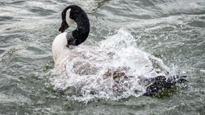 Vogelgrippe an Gans in Frankfurt nachgewiesen