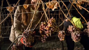 Kaum Aussicht auf Eiswein