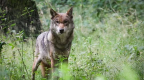Wieder Nachwuchs bei den Wölfen im Rheingau