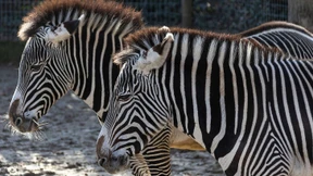 Große Pläne, große Sorgen, großer Ärger