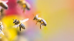 Das Paradox der süßen Völlerei