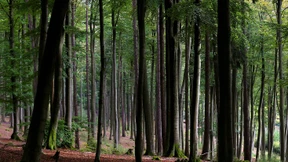 Krisenfeste Spessartidylle