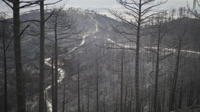 Extreme Dürrephasen erhöhen Waldbrandgefahr langfristig