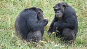 „Schimpansen haben keine Menschenrechte“