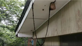 Ameisen entern Wespennest