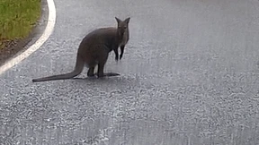 Känguru im Saarland wieder eingefangen