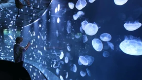 Quallen-Schau in Tokio