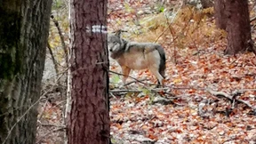 Wolf bei Assmannshausen im Rheingau nachgewiesen