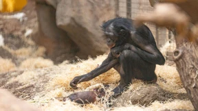 Affenmutter lässt totes Junges nicht los