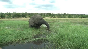 Elefantenjagd wieder erlaubt