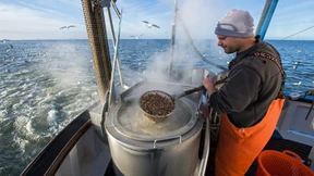 Krabbenfischer in der Krise