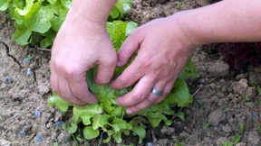 Gruppentherapie unter freiem Himmel