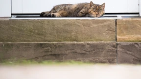 Katzen sind Linksschläfer – aus gutem Grund