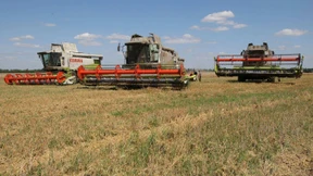 In der Krim-Krise werden Weizen und Mais teurer