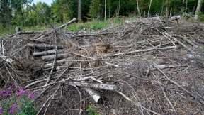 Feuerwehren müssen Bodenfeuer in Wäldern löschen