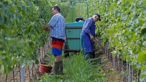 Weinlese beginnt so früh wie nie zuvor