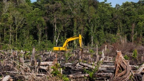 Rekord-Kahlschlag im Regenwald: Mit fünf Alltagstricks gegen die Abholzung