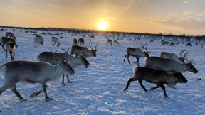 Das Leben des Rentierflüsterers von Fielbmajohka