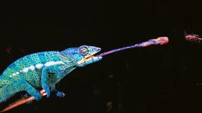 Gefahr aus dem Urwald