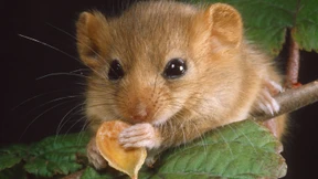 Auf der Spur der angeknabberten Nüsse 