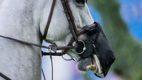 Kein Spielraum beim Tierschutz