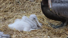 Männliches Pelikanpärchen adoptiert Küken