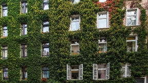 Neue Häuser in Frankfurt müssen begrünt werden