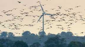 Vergebliche Mühen für die Windenergie