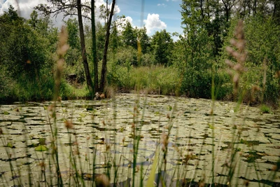Ein Teich der Anlage nahe Herbstein
