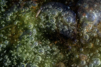 Makroblick auf das Leben im Teich: Viele kleine Fische und Insekten haben sich in Schleichs Biotopen angesiedelt.