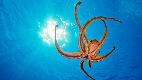 Tag-Oktopus, Octopus cyanea