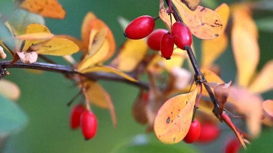 Früchte des Mispelbaums widerstehen gut kühleren Temperaturen und fördern gleichzeitig beim Verzehr die Widerstandskräfte.