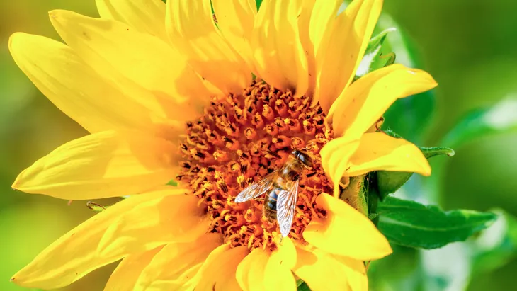 Vor allem wichtige Bestäuberinsekten wurden untersucht.