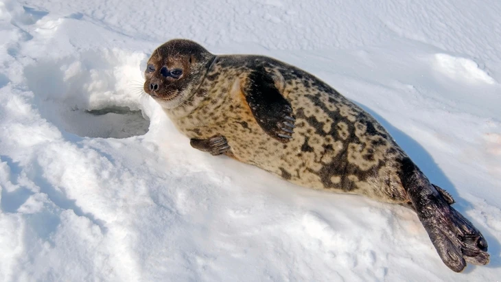 Ringelrobbe (Pusa hispida), Weißes Meer, Karelien, im Norden Russlands, Arktis