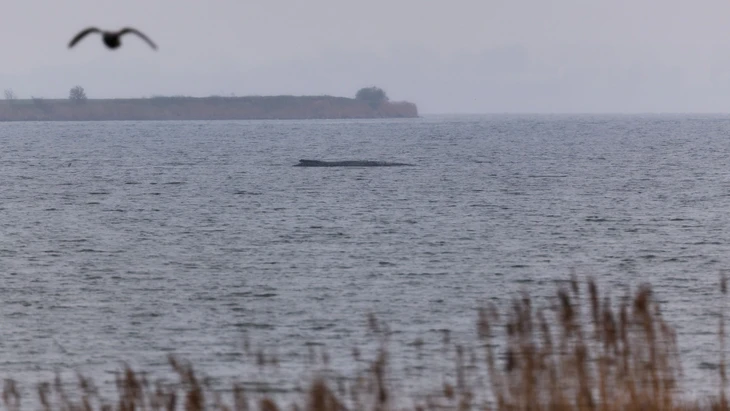 Liegt noch immer vor der Insel Poel: Buckewal „Timmy“ am Sonntag