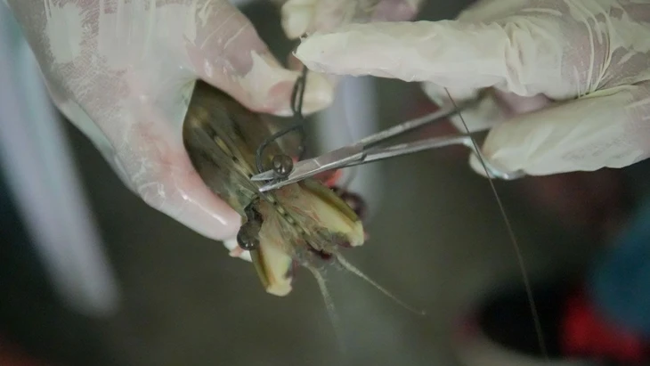 Garnelenfarmen im Ausland amputieren weiblichen Muttertieren mit einer erhitzten Zange oder Schere die Augen, um die Fortpflanzung zu stimulieren.