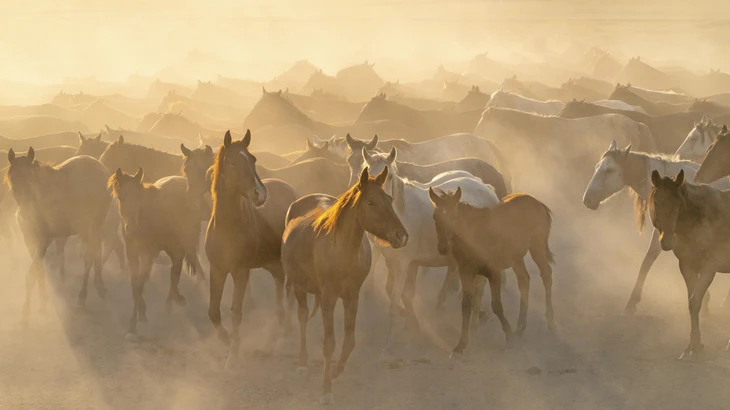 Pferde sind an Steppen und karge Graslandschaften angepasst: eine Herde wild lebender Tiere in Anatolien (links).