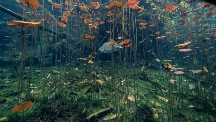 Cenoten sind Teil eines der Naturwunder Mexikos: Ein fragiles System aus Tausenden von unterirdischen Höhlen, Flüssen und Seen, die sich unterhalb der südlichen Halbinsel Yucatán winden.