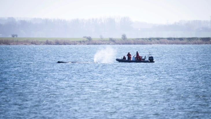 Ein Schlauchboot der Polizei nähert sich dem gestrandeten Wal. Seit rund einer Woche liegt das Tier an derselben Stelle vor Poel.