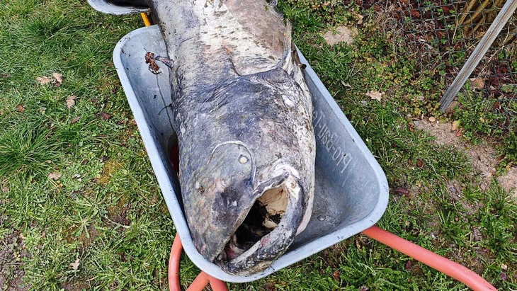 Riese: Der tote Wels von Dreieich