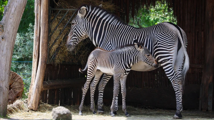 Ob Zebras wie hier in Leipzig oder Paviane in Nürnberg: Immer wieder mal gab es große Debatten um die Kontrolle und vor allem das Verfüttern von Zootieren an die Raubtiere.
