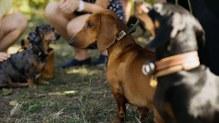 Im Kreise ihrer größten Fans: Die Hunde lassen sich beim Dackel- Social- Walk von ihren Haltern streicheln und bewundern.