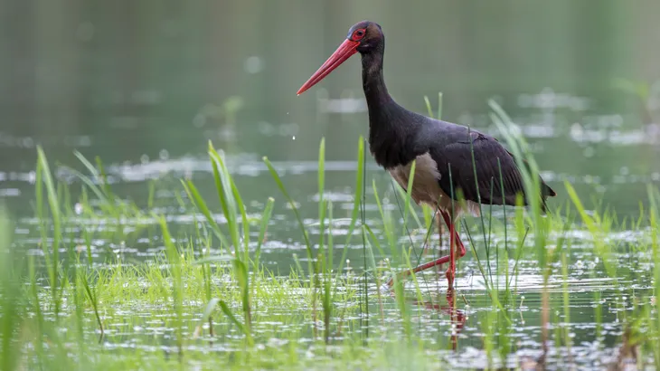Hier hat das Wasser Auslauf, das schätzt auch der Schwarzstorch.