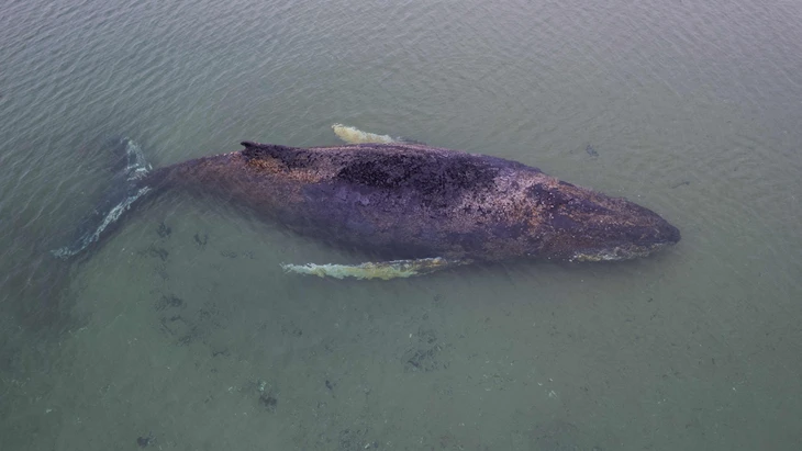 Der gestrandete Wal wird immer kraftloser: Eine Luftaufnahme des Tieres vom Dienstag