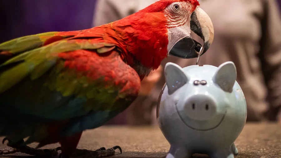 Richtiges Sparen will gelernt sein: Papagei in der Vogelburg im hessischen Weilrod