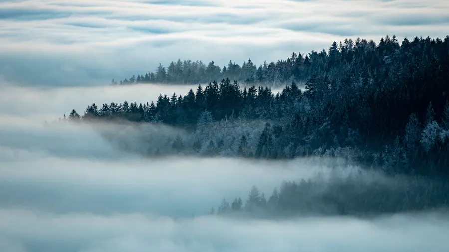 Rund ein Drittel der deutschen Wälder gehört dem Staat.