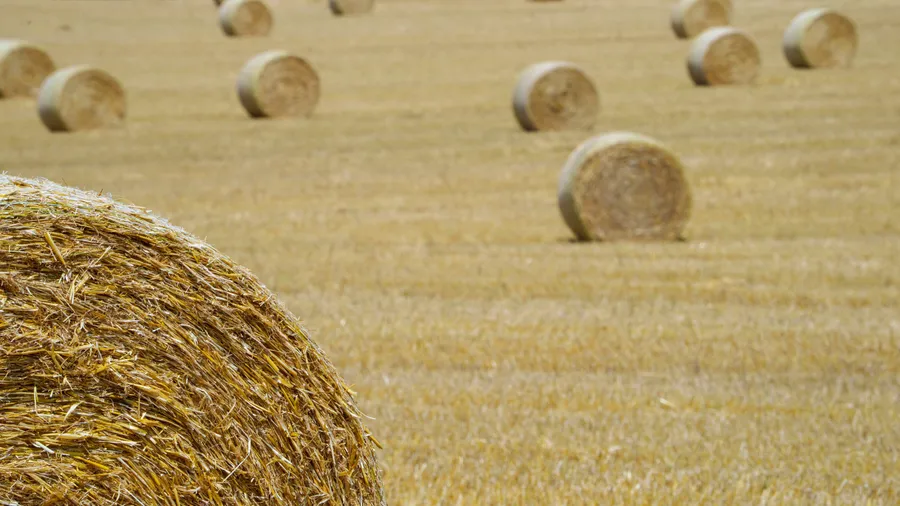 Restposten: Strohballen auf einem hessischen Feld nach der Getreideernte